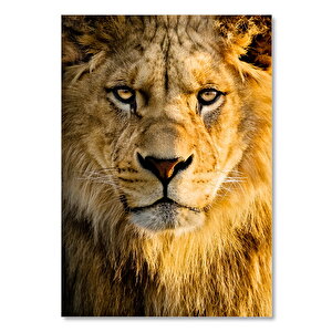 Ahşap Tablo Gözlerinin İçine Bakan Erkek Aslan 50x70 cm