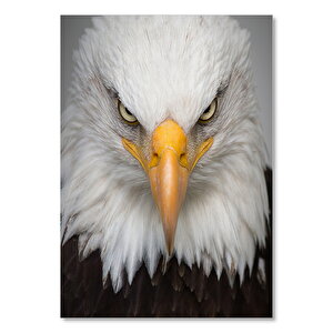 Ahşap Tablo Akbaşlı Amerikan Kartalı Ön Görünüş 35x50 cm