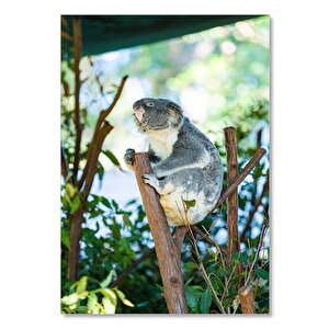 Ahşap Tablo Dalın Üzerinde Miskin Koala 25x35 cm