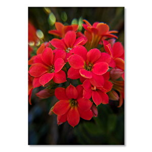 Ahşap Tablo Büyük Yapraklı Kırmızı Çiçekler 50x70 cm