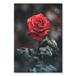Ahşap Tablo Kusursuz Kırmızı Gül Ve Su Damlaları 35x50 cm