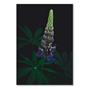 Ahşap Tablo Karanlık Arkaplan Acıbakla Çiçeği 50x70 cm