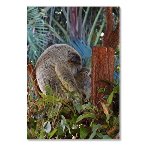 Ahşap Tablo Dallar Ve Yapraklar Arasında Koalalar 35x50 cm