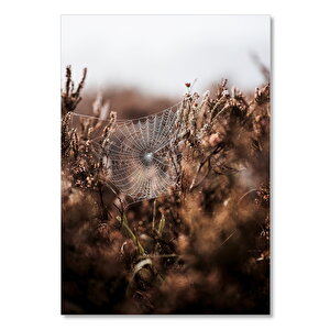 Ahşap Tablo Kuru Çiçekler Arasında Muhteşem Örümcek Ağı 25x35 cm