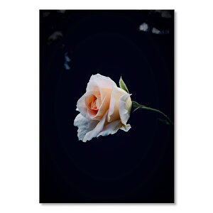 Ahşap Tablo Siyah Zeminde Pembe Gül 50x70 cm