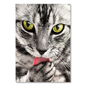 Ahşap Tablo Patilerini Yalayan Kedi Yakın Çekim 50x70 cm