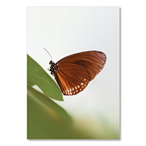 Ahşap Tablo Yeşil Yaprak Üzerindeki Kahverengi Kelebek Yakın Plan 50x70 cm
