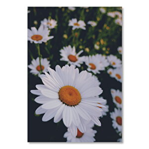 Ahşap Tablo Beyaz Papatyalar 50x70 cm