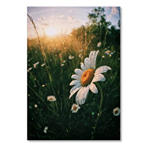 Ahşap Tablo Papatyalar Günışığı Ve Çiy Damlaları 35x50 cm