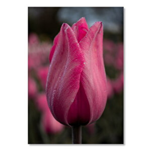 Ahşap Tablo Tulip Ve Çiy Damlaları 50x70 cm