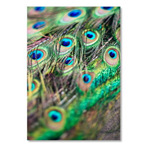 Ahşap Tablo Tavuskuşu Tüy Detayı 25x35 cm