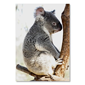 Ahşap Tablo Daldaki Utangaç Koala