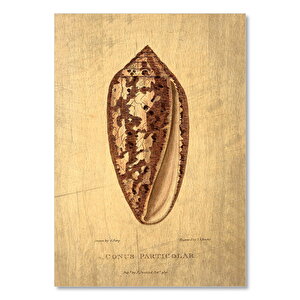 Deniz Kabuklu Davetiye Görseli 50x70 cm