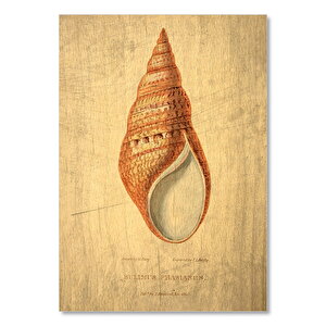 Deniz Kabuğu Görseli 25x35 cm
