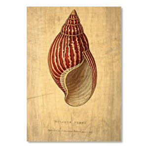 Zebra Renkte Deniz Kabuğu Görseli    Ahşap Mdf Tablo 35x50 cm