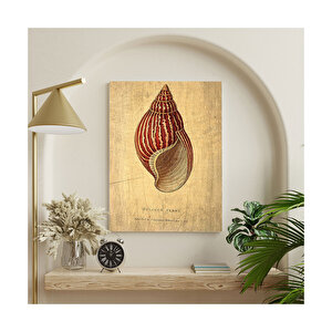 Zebra Renkte Deniz Kabuğu Görseli    Ahşap Mdf Tablo 35x50 cm
