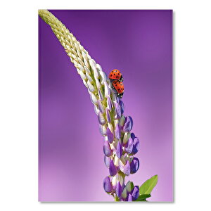 Lavanta Çiçeğinin Üzerinde Uğurböcekleri  Ahşap Mdf Tablo 25x35 cm