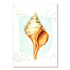 Deniz Kabuğu Tasarım Görsel  Ahşap Mdf Tablo 35x50 cm