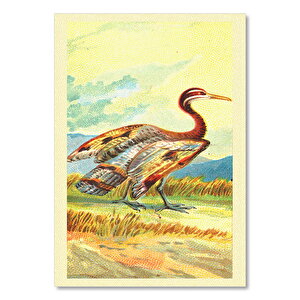 Sun Bittern Kuş Görseli 25x35 cm