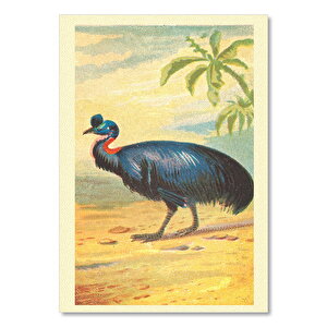 Cassowary Ve Kuş Görseli 50x70 cm