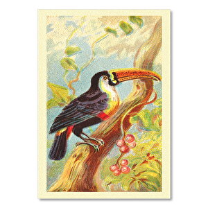 Toco Toucan Kuş Görseli 25x35 cm