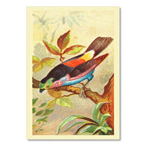 Paradise Tanager Kuş Görseli 25x35 cm