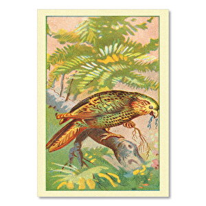 Kakapo Papağan Kuş Görseli 25x35 cm