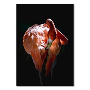 Muhteşem Renkli Tüyleriyle Flamingo 35x50 cm