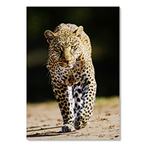 Sinirli Bakışlı Leopar Flu Arka Plan 25x35 cm