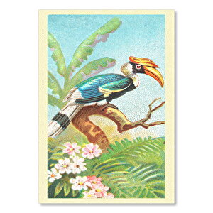 Casqued Hornbill Kuş Görseli 35x50 cm