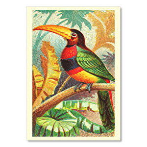 Tukan Kuşu Görseli 25x35 cm
