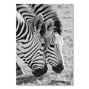 Siyah Beyaz Zebra Görseli 50x70 cm