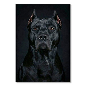 Pitbull Cinsi Köpek 35x50 cm