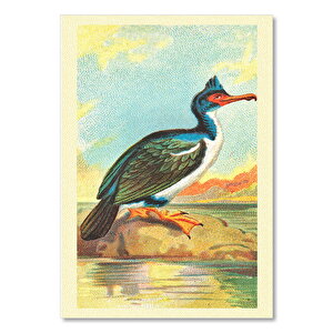 Throated Kuş Görseli 25x35 cm