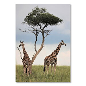 Afrikada Çift Zürafa Görseli 50x70 cm
