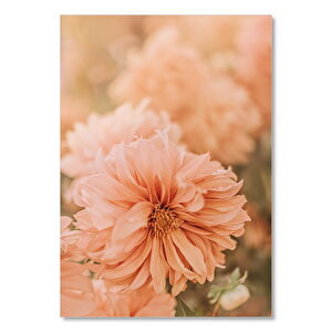 Soluk Pembe Renkli Çiçekler Yakın Çekim 35x50 cm