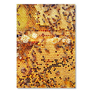 Arı Peteği Görseli 25x35 cm