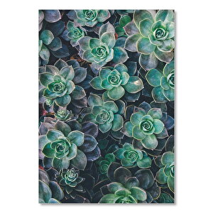 Sukulent Bitkileri Üstten Görünüm 50x70 cm