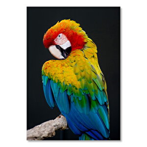 Mavi Sarı Kırmızı Macaw Siyah Arka Plan 25x35 cm