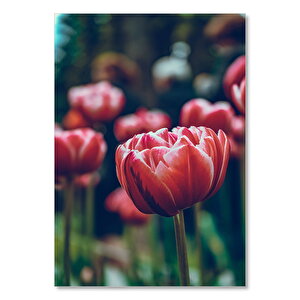 Kırmızı Lale Yakın Çekim Flu Arkaplan 25x35 cm