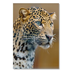Leopar Görseli 35x50 cm