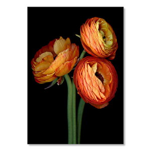 Üç Turuncu Çiçek Yakın Plan 50x70 cm