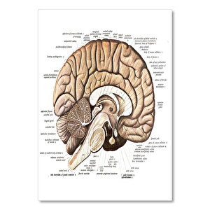 İnsan Anatomi Beyin Şema Görseli 35x50 cm
