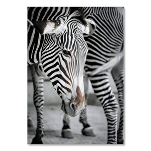 Hüzünlü Zebra Ve Burnundaki Leke 50x70 cm