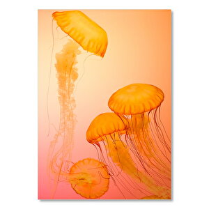 Turuncu Renkli Denizanaları 25x35 cm