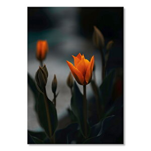 Kırmızı Lale Ve Arka Planda Flu Laleler 50x70 cm