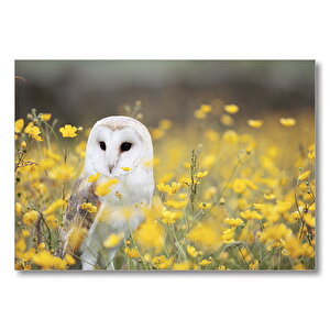 Doğada Peçeli Baykuş  Mdf Ahşap Tablo 50x70 cm
