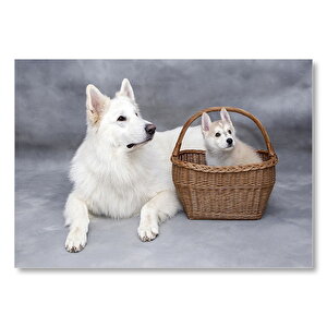 İsviçre Çoban Köpeği Yavrusu  Mdf Ahşap Tablo 35x50 cm