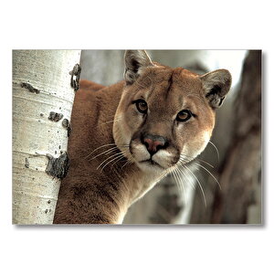 Doğadaki Puma  Mdf Ahşap Tablo 35x50 cm
