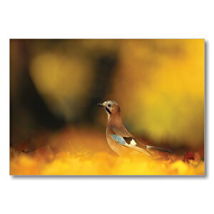 Avrasya Jay Kuş Cinsi  Mdf Ahşap Tablo 50x70 cm